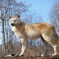 Timber Wolf Timber Wolf
